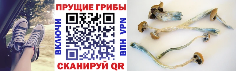 Псилоцибиновые грибы Cubensis  Бабушкин 